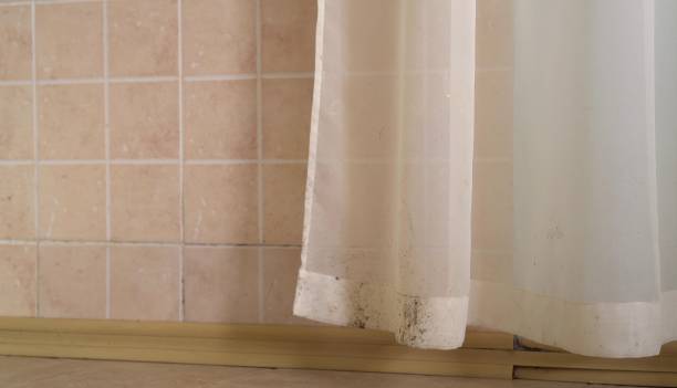 Best Mold Damage Restoration  in Edburgh, IN