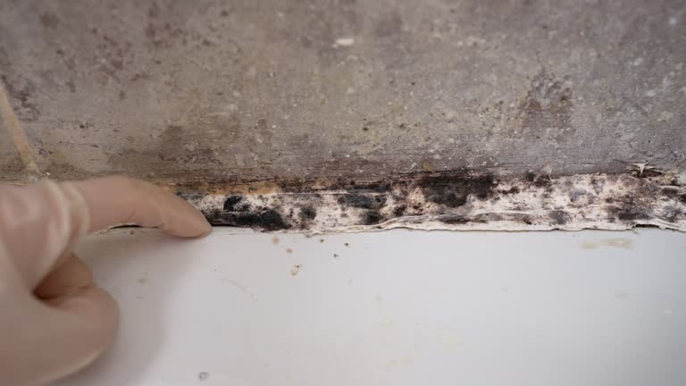 Best Real Estate Mold Inspection  in Edburgh, IN